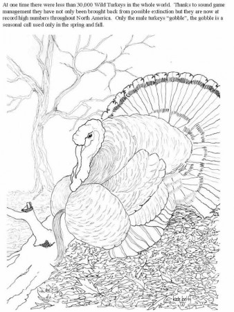 Wild Turkey Drawings Images & Pictures - Becuo