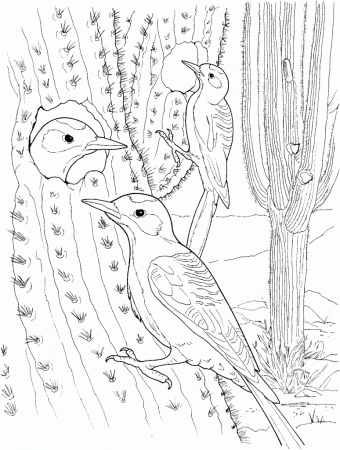 Cactus and bird Coloring Page - Free Printable Coloring Pages for Kids