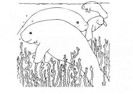 Coloring page manatee - img 9970.