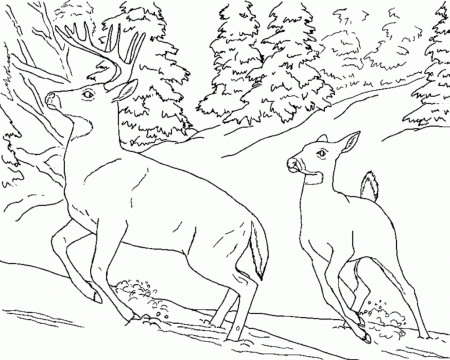 Category Coloring Pages Of Nature Scenes Nature Coloring Pages ...