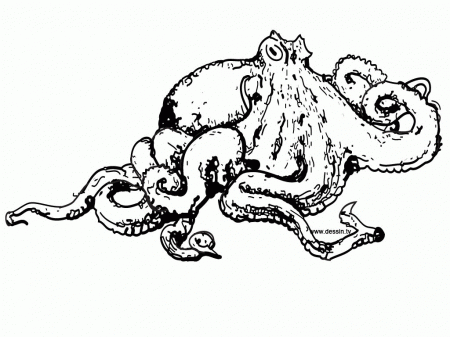 awesome Coloring pages of octopus - stunning Coloring Page ...