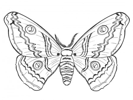 Butterflies and insects coloring pages 21 / Butterflies and ...