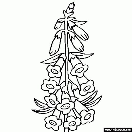 foxglove coloring pages