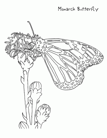 monarch coloring page - /education/coloring_pages/animals ...
