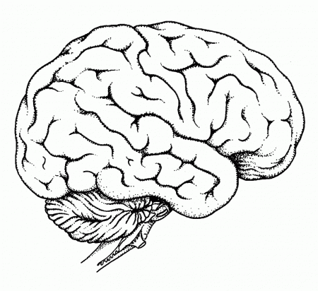 Brain Human Body Coloring Pages - Coloring Pages For All Ages