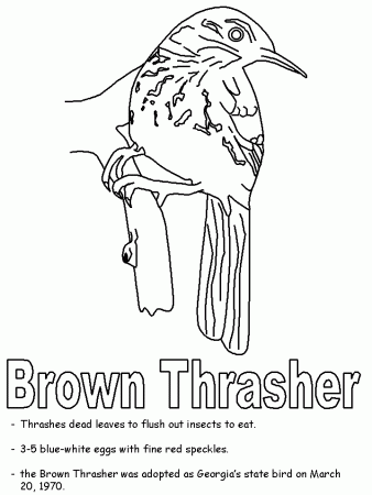 Brown Thrasher coloring page