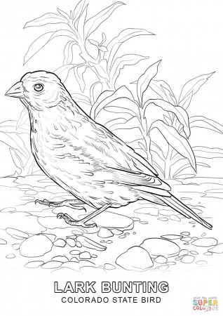 Lark Coloring Pages