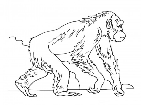 Ape Head Coloring Pages - Coloring Pages For All Ages