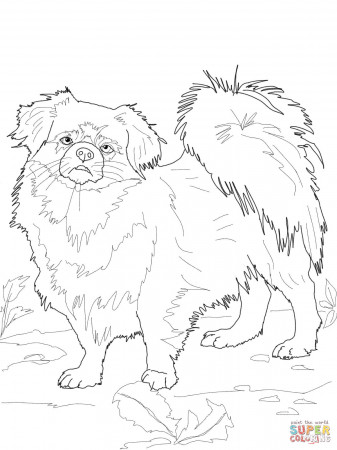 Poodle coloring page | Free Printable Coloring Pages