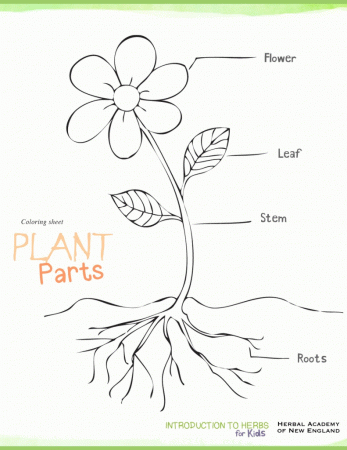 Parts Of A Plant Coloring Page