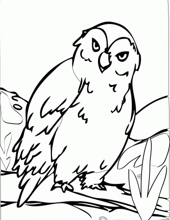 Arctic Animals Coloring Pages - Handipoints