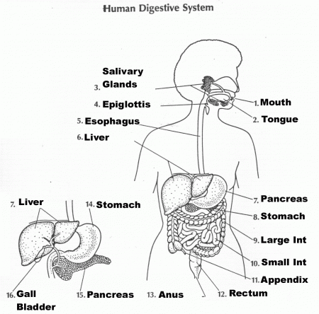 Label The Digestive System Worksheet Answers - The Largest and ...