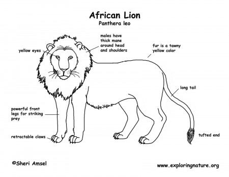 Lion (African)