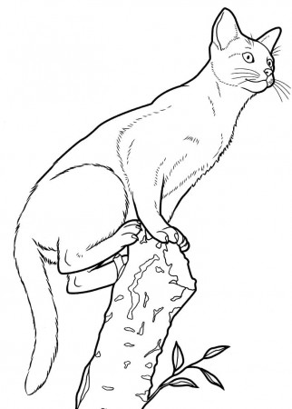 Abyssinian Cat Coloring Page - Free Printable Coloring Pages for Kids