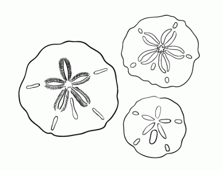 Free Sand Dollar Coloring Page