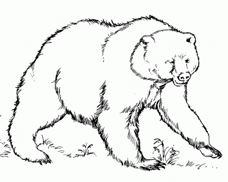 Best Photos of Black Bear Coloring Pages - Bear Coloring Pages ...
