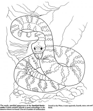 Welcome to Dover Publications | Snake coloring pages, Animal coloring pages,  Desert animals coloring