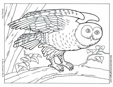 cool coloring sheets | Animal Coloring Pages for Kids