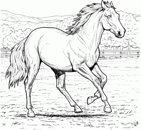 coloring pages of horses | Only Coloring Pages