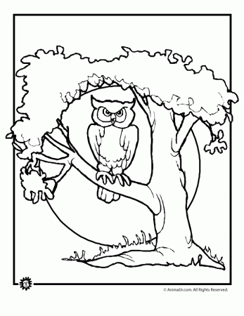 Owl Coloring Pages | Animal Jr.
