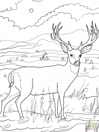 Mule Deer coloring page | Free Printable Coloring Pages