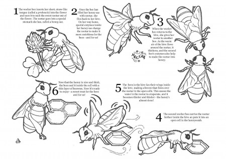 Honey Bee Coloring Pages (20 Pictures) - Colorine.net | 2606