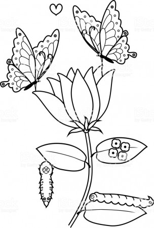 Coloring Page Life Cycle Of Butterfly On Flower Stock Illustration ...