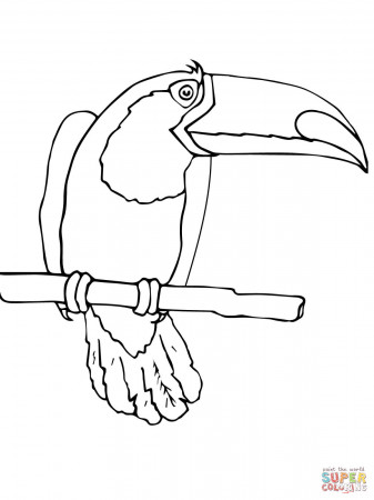 Toucan Bird Coloring Page