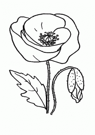 10 Pics of Golden Poppy Coloring Page - Red Poppy Coloring Page ...