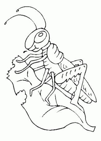 Grasshopper coloring page - Animals Town - Animal color sheets ...