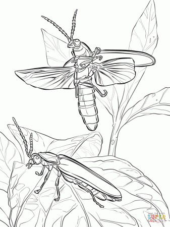 Common Eastern Fireflies coloring page | Free Printable Coloring Pages
