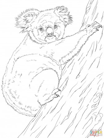 Coloring Pages : Koala Climbing Tree Coloring Free Printable ...