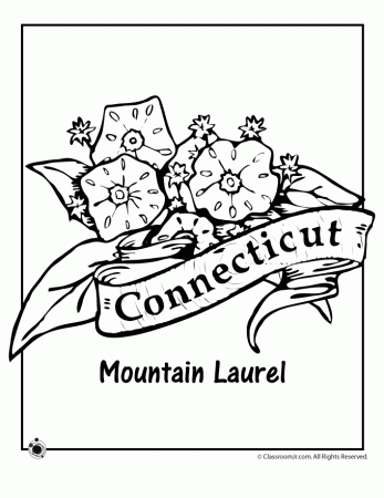 Connecticut State Flower Coloring Page | Flower coloring pages, Coloring  pages, Flag coloring pages