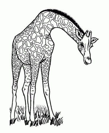 Adult ~ Printable Giraffe Coloring Pages for Adults ~ Coloring Tone