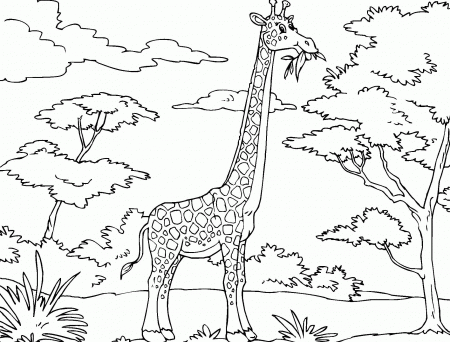 Printable Giraffe Coloring Pages | Coloring Me