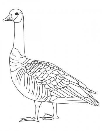 Barren goose coloring page | Download Free Barren goose coloring 