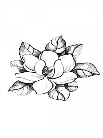 magnolia printable - Google Search | Coloring pages, Flower drawing, Tree  drawing