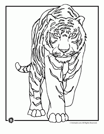 Tiger Coloring Pages, Animal Coloring Pages | Animal Jr.