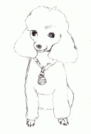 Realistic Poodle Coloring Pages Sketch Coloring Page