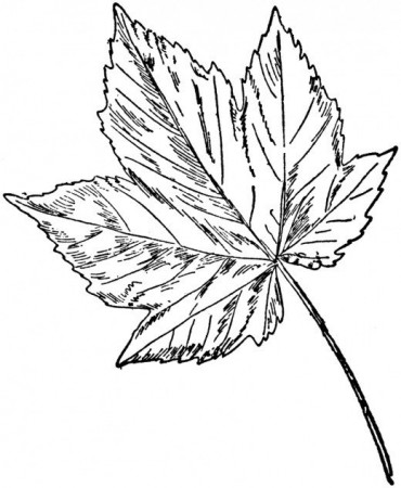 Sycamore Leaf Template Coloring Page