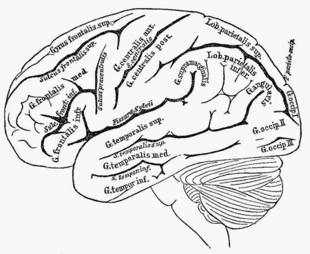 Human Brain Coloring Book | Free Coloring Pages