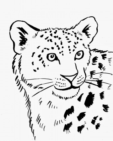 Snow Leopard Coloring Pages | Deliyazar.com
