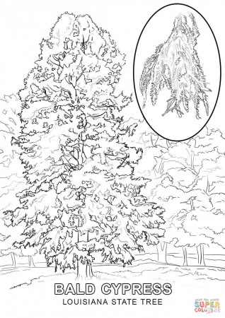 Louisiana State Tree coloring page