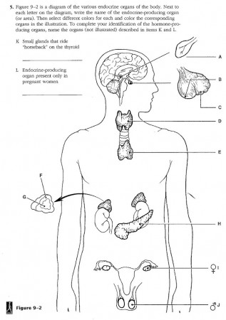Unit 6 Endocrine System Diagram