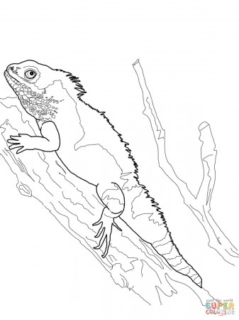 Bearded Dragon coloring page | Free Printable Coloring Pages