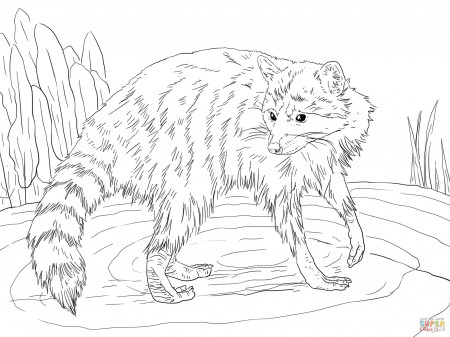 Raccoon coloring page | Free Printable Coloring Pages
