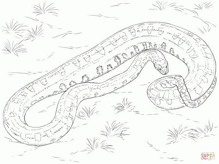 Realistic Green Anaconda coloring page | Free Printable Coloring Pages