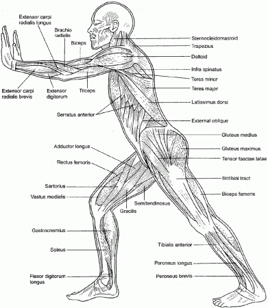 Muscular System Coloring Worksheet Answers - Coloring Page