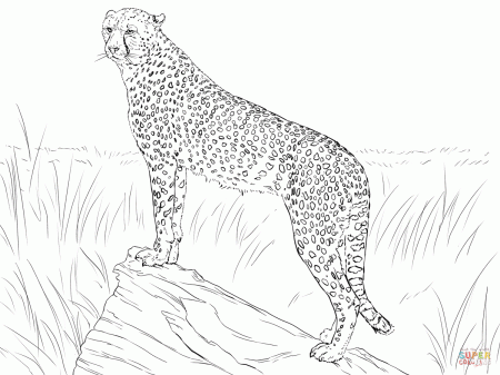 Cheetah Observing Its Prey coloring page | Free Printable Coloring ...
