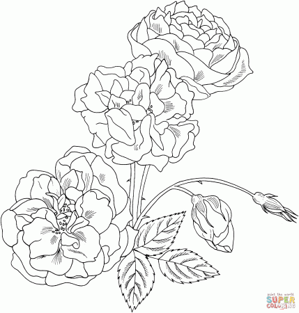 Coloring Pictures Of Roses And Hearts Coloring Pages Roses ...